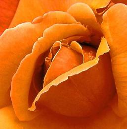 Orange rose